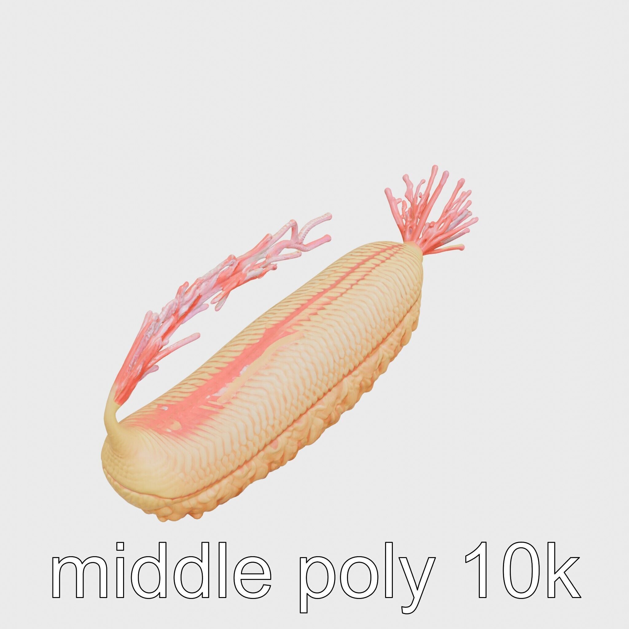 Giant Tube Worm Model with Red Plume Low-poly 3D model_17