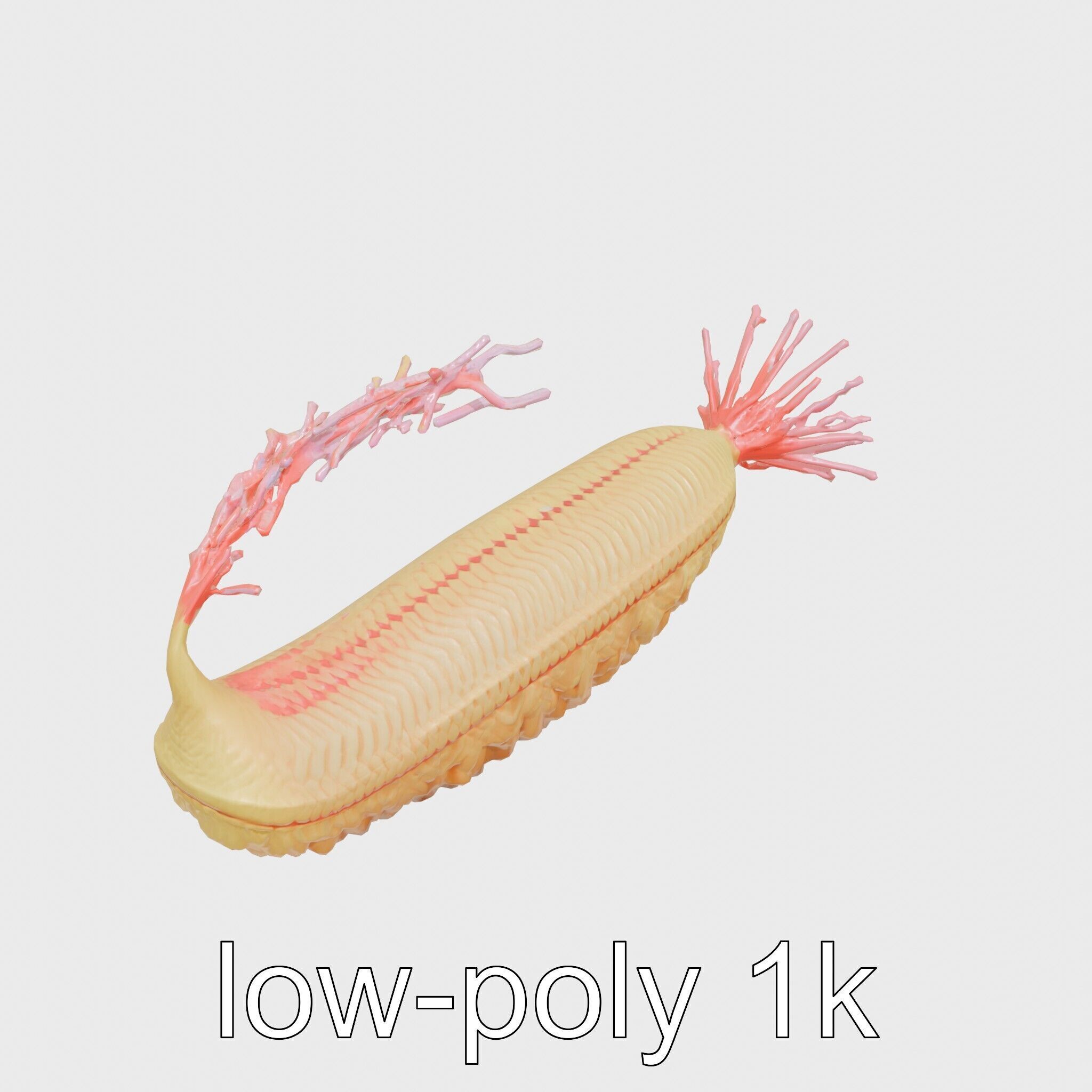 Giant Tube Worm Model with Red Plume Low-poly 3D model_25