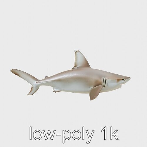 Whitetip Reef Shark 3D Model with Detailed Fins Low-poly 3D model