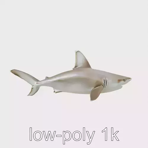 Whitetip Reef Shark 3D Model with Detailed Fins Low-poly 3D model
