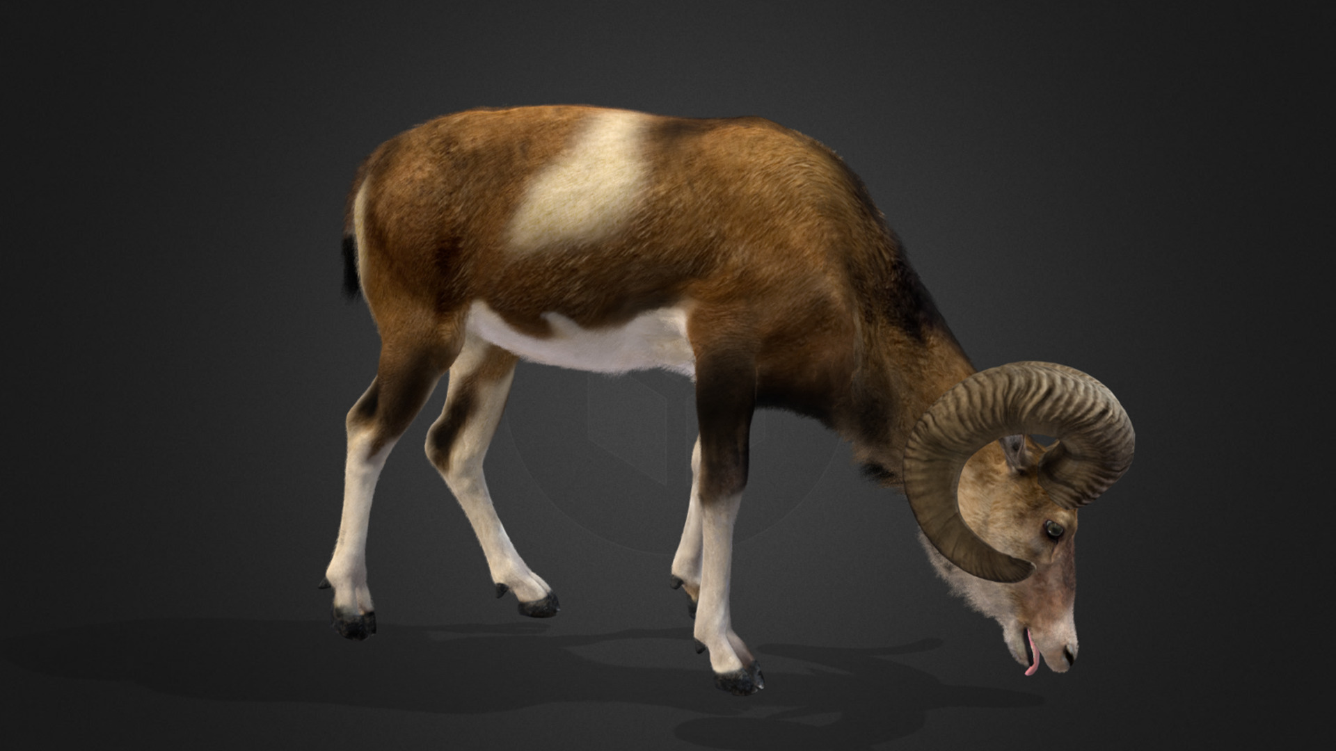 Ovis Ammon Male - Sheep Realistic 3D model_3