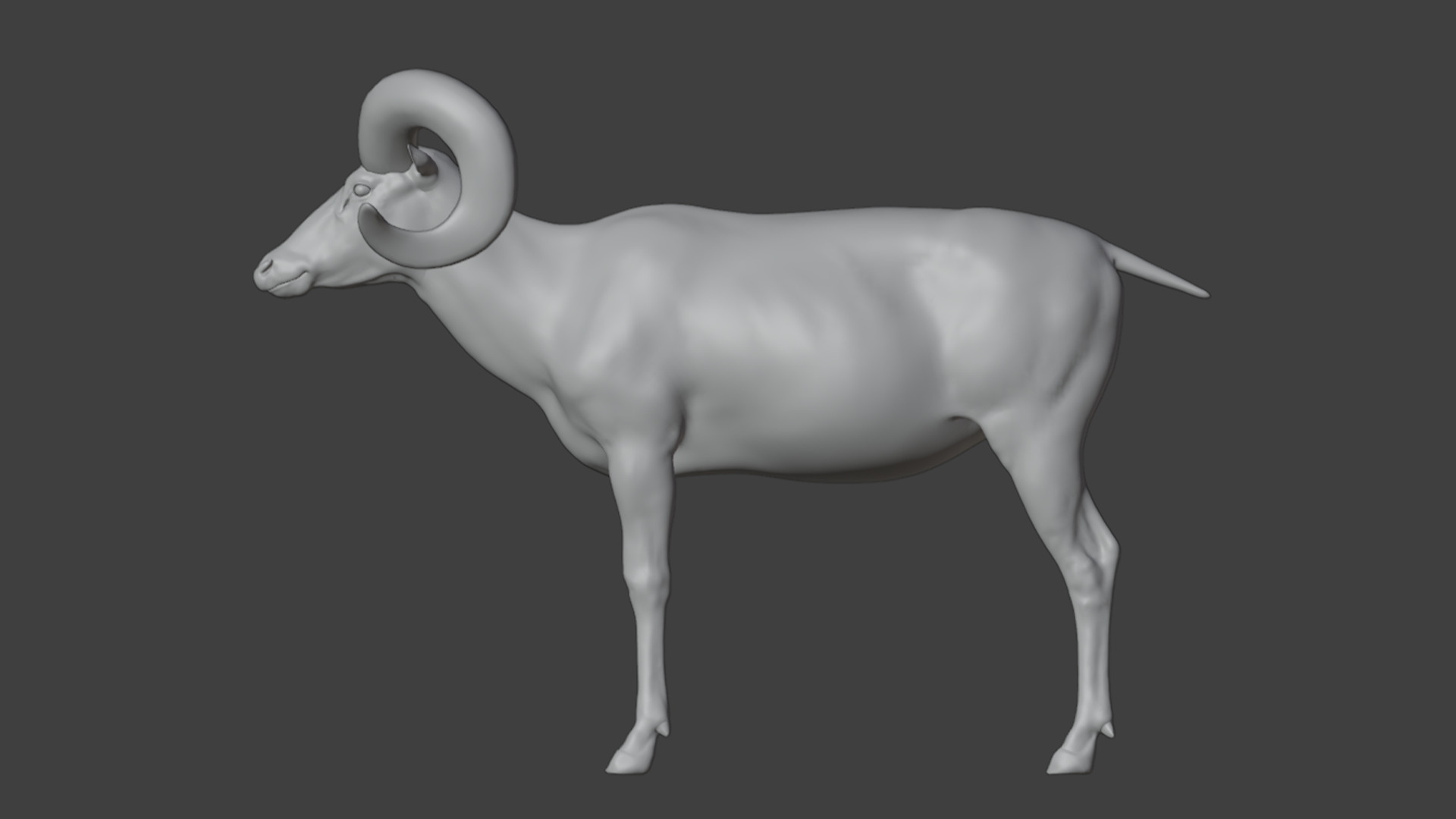 Ovis Ammon Male - Sheep Realistic 3D model_20