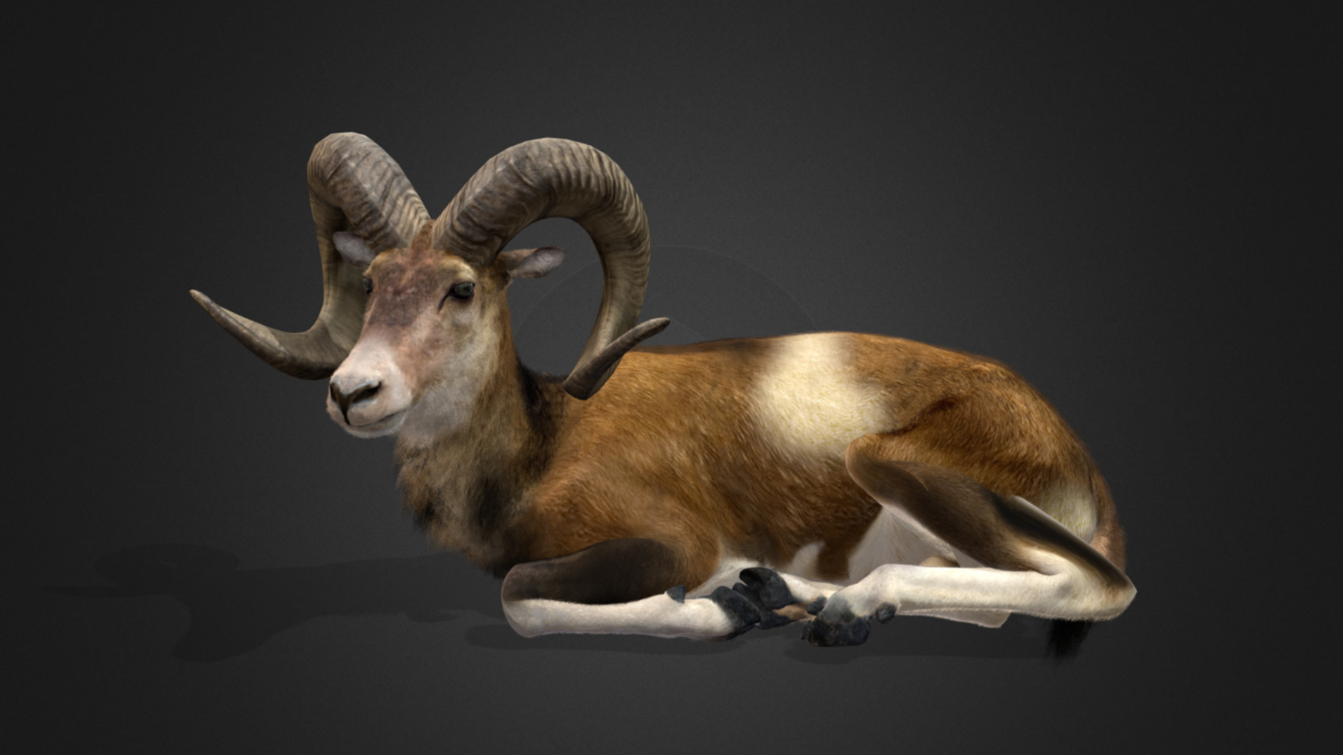 Ovis Ammon Male - Sheep Realistic 3D model_9