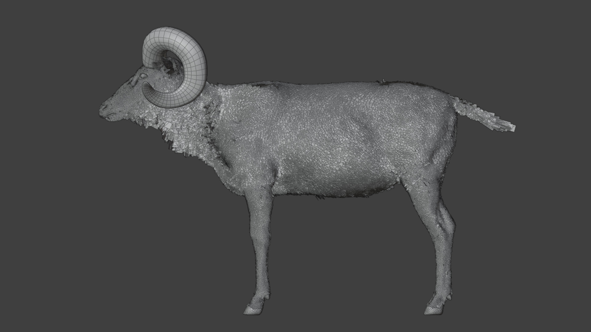 Ovis Ammon Male - Sheep Realistic 3D model_18