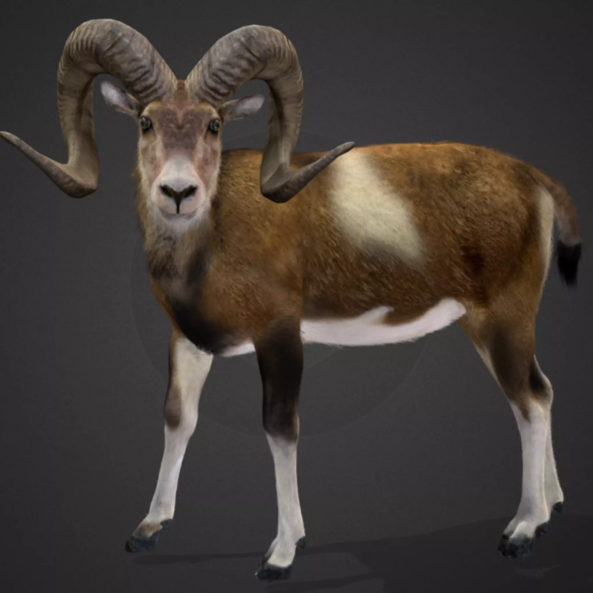 Ovis Ammon Male - Sheep Realistic 3D model_0