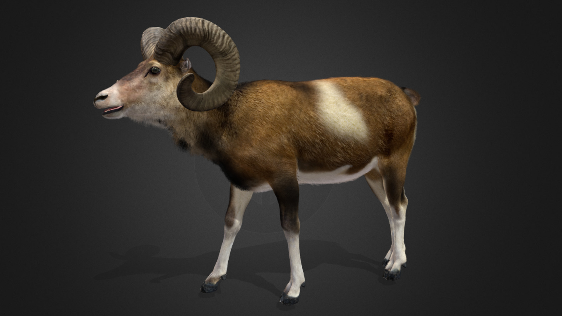 Ovis Ammon Male - Sheep Realistic 3D model_14