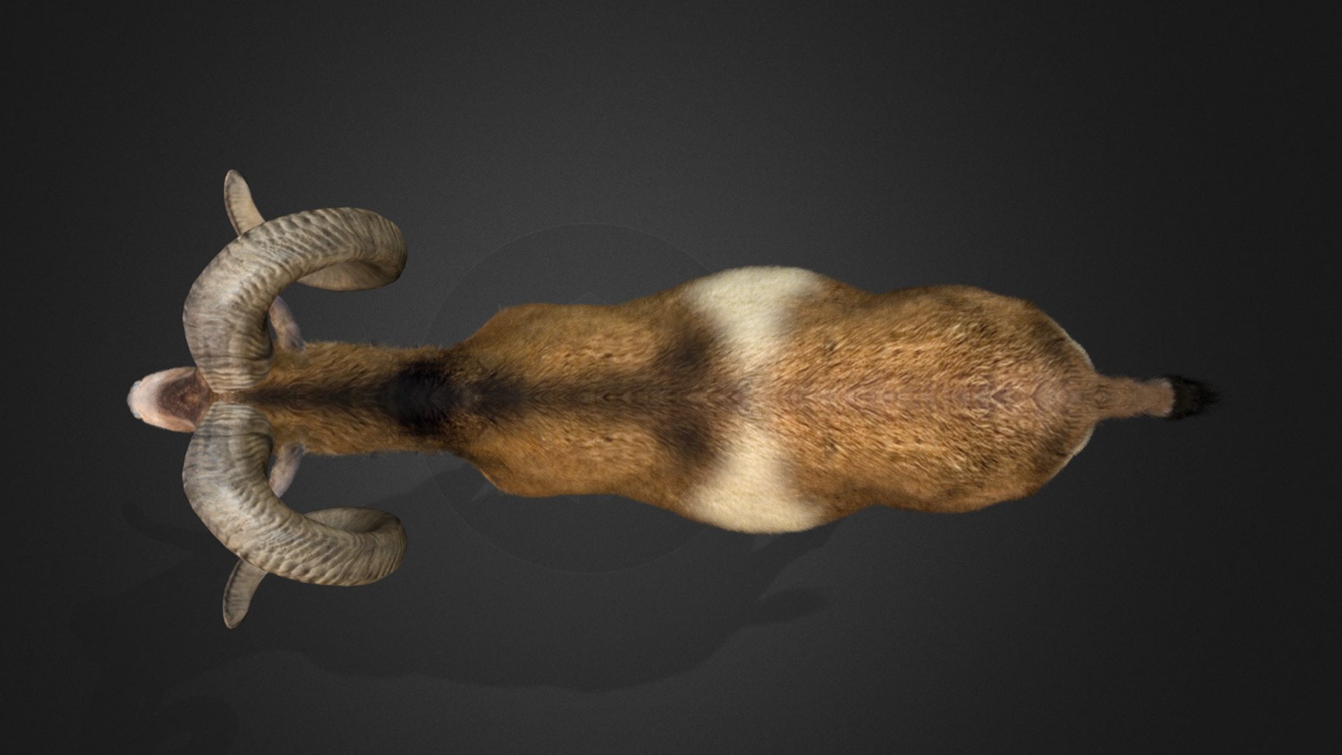 Ovis Ammon Male - Sheep Realistic 3D model_5