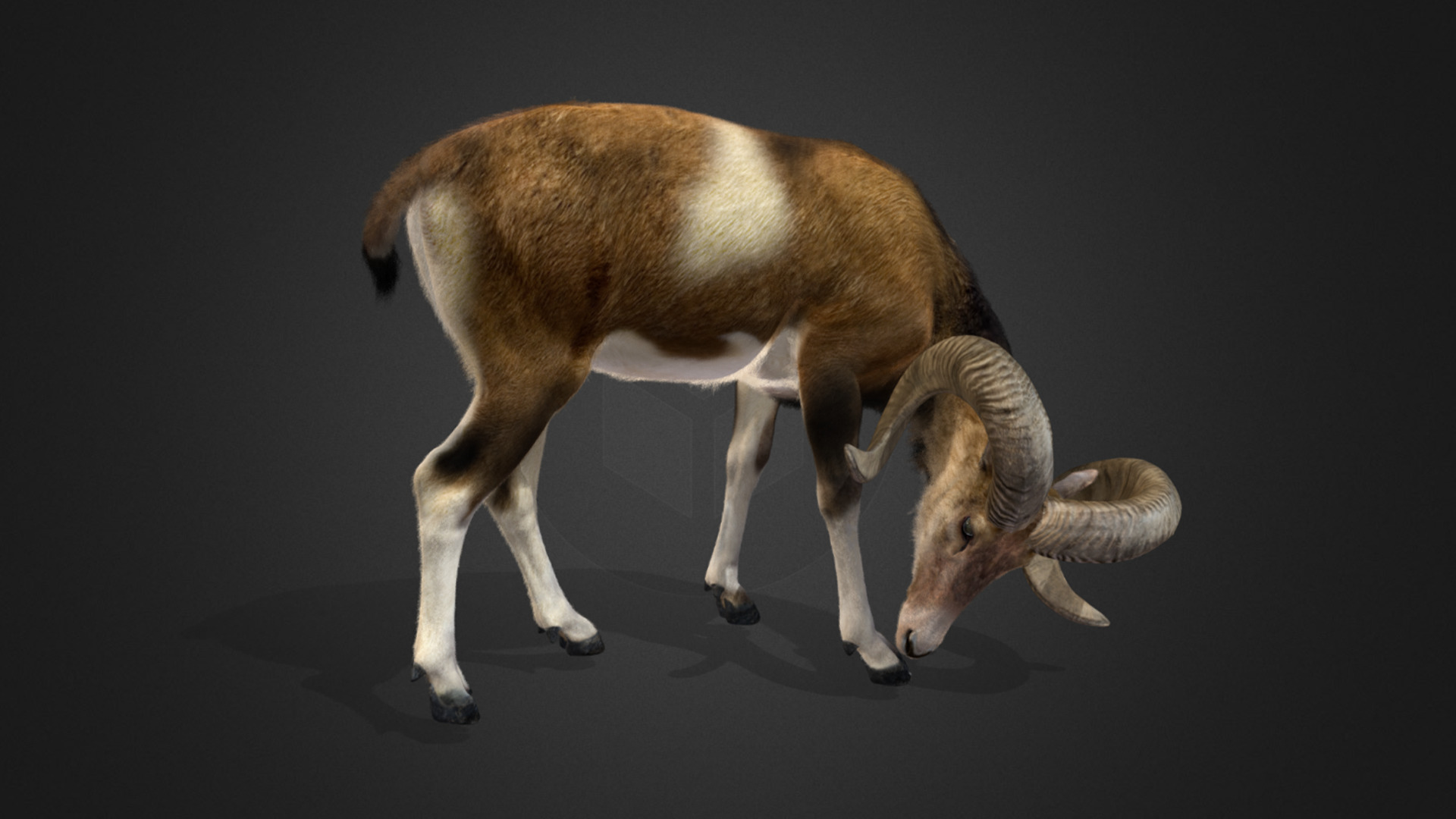 Ovis Ammon Male - Sheep Realistic 3D model_8