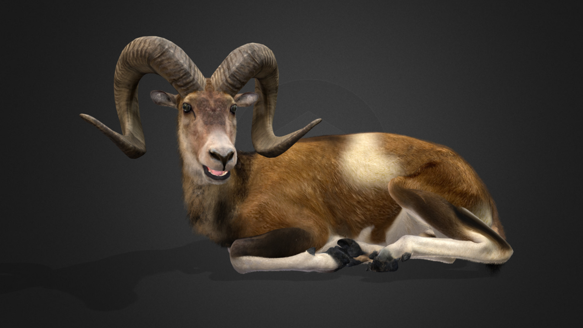 Ovis Ammon Male - Sheep Realistic 3D model_2