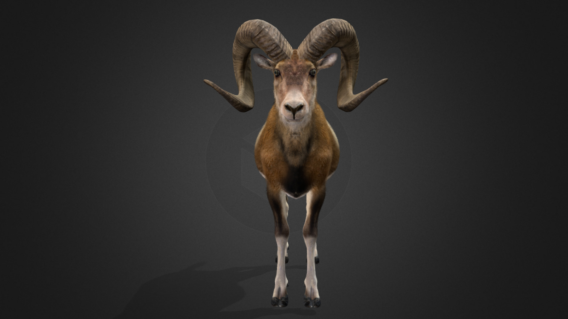 Ovis Ammon Male - Sheep Realistic 3D model_4