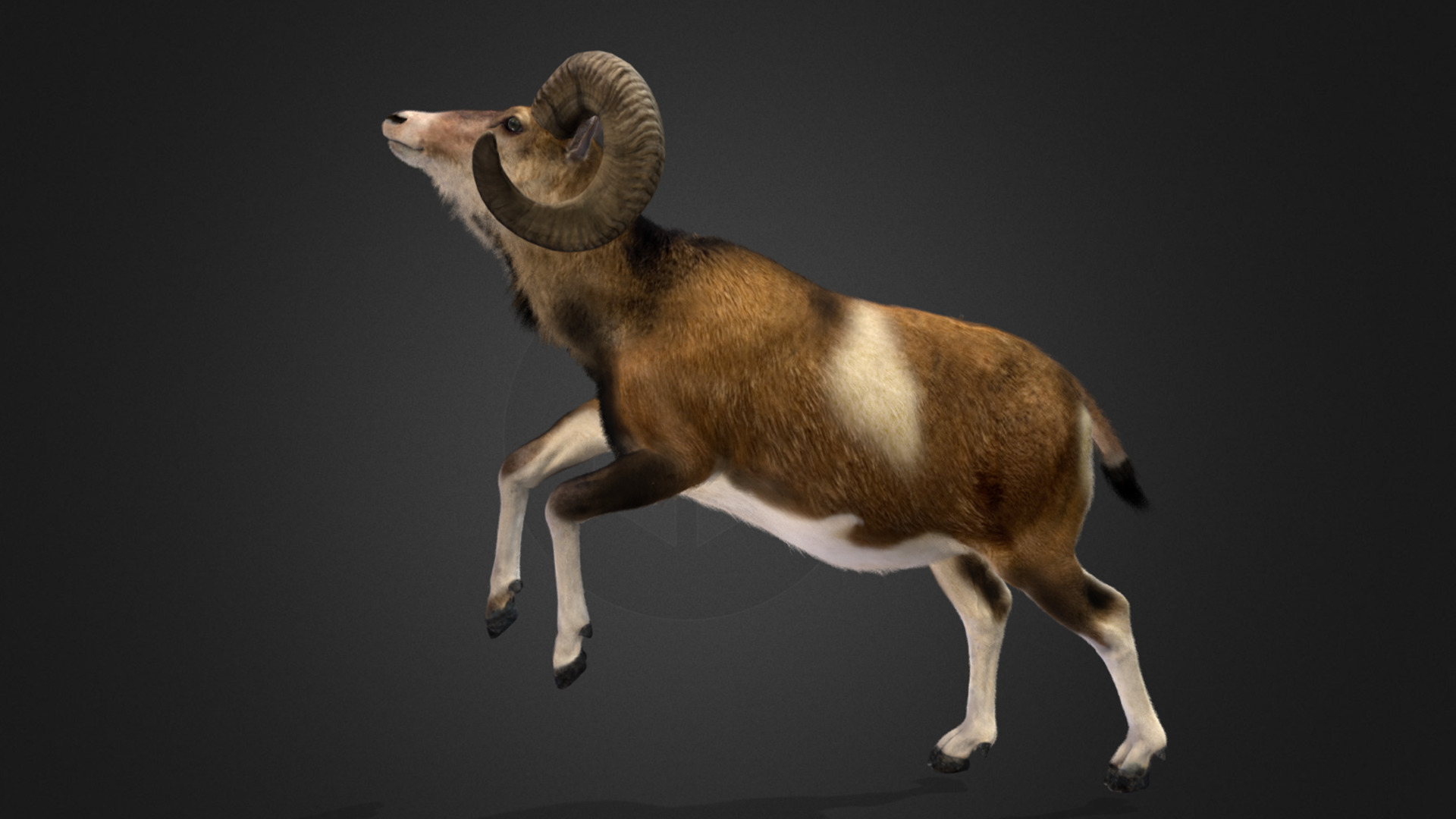 Ovis Ammon Male - Sheep Realistic 3D model_11