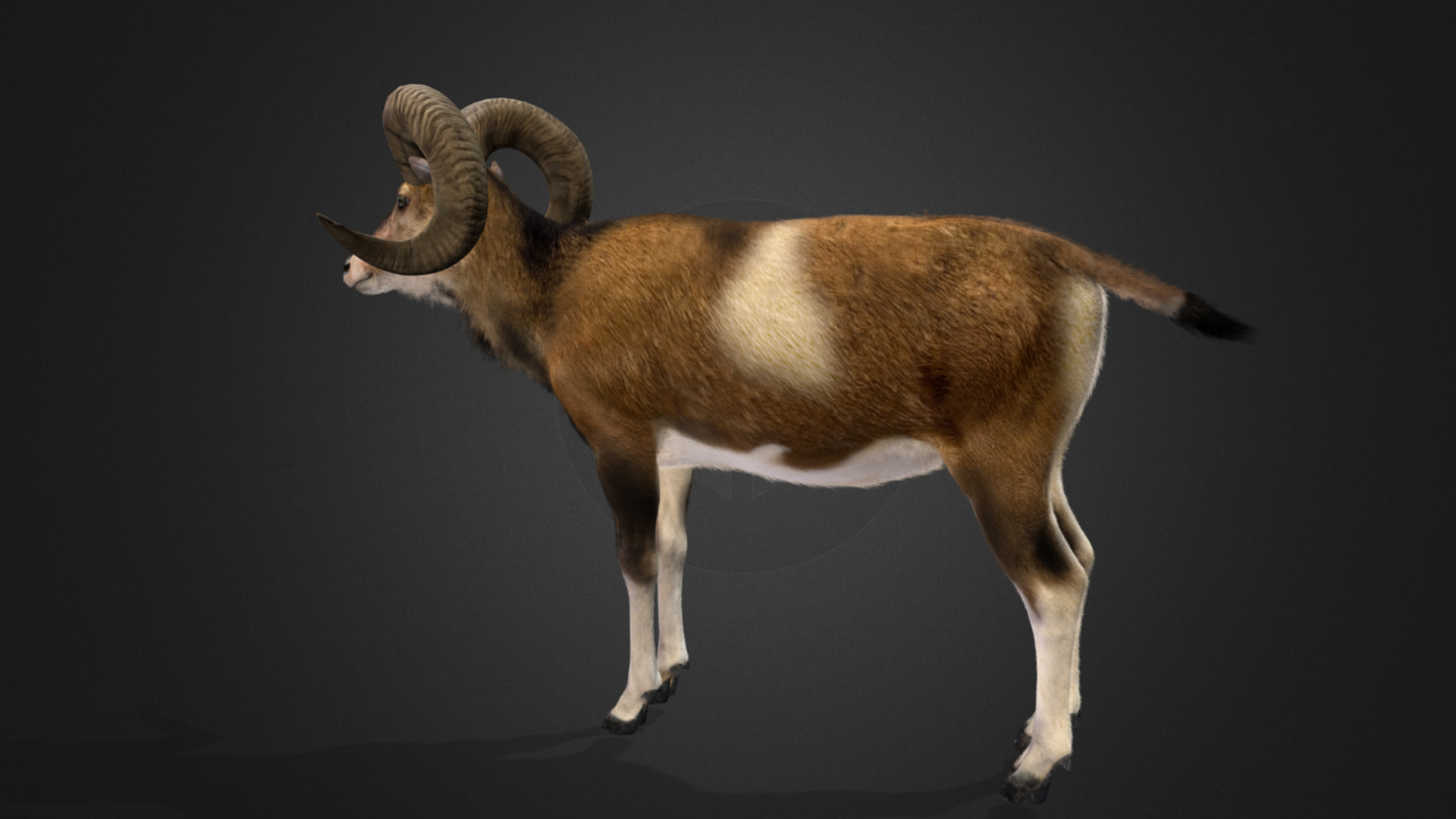 Ovis Ammon Male - Sheep Realistic 3D model_15