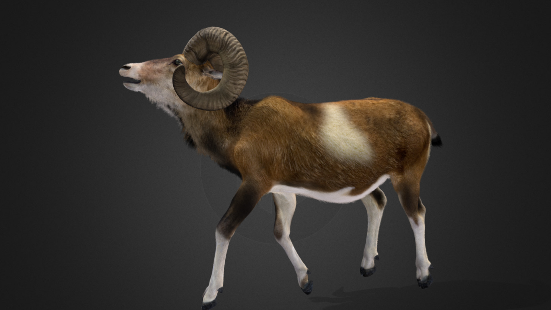 Ovis Ammon Male - Sheep Realistic 3D model_10