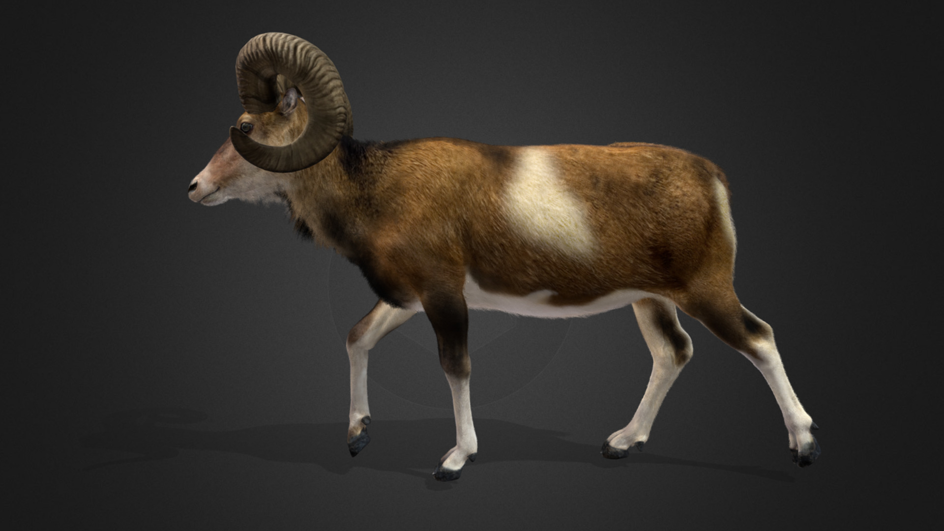 Ovis Ammon Male - Sheep Realistic 3D model_6