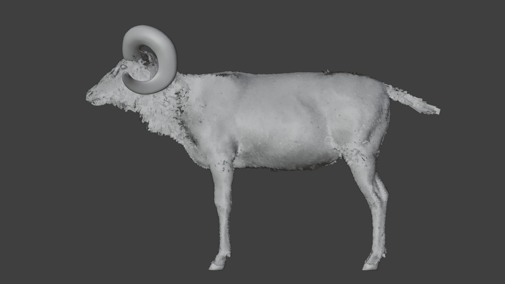 Ovis Ammon Male - Sheep Realistic 3D model_19