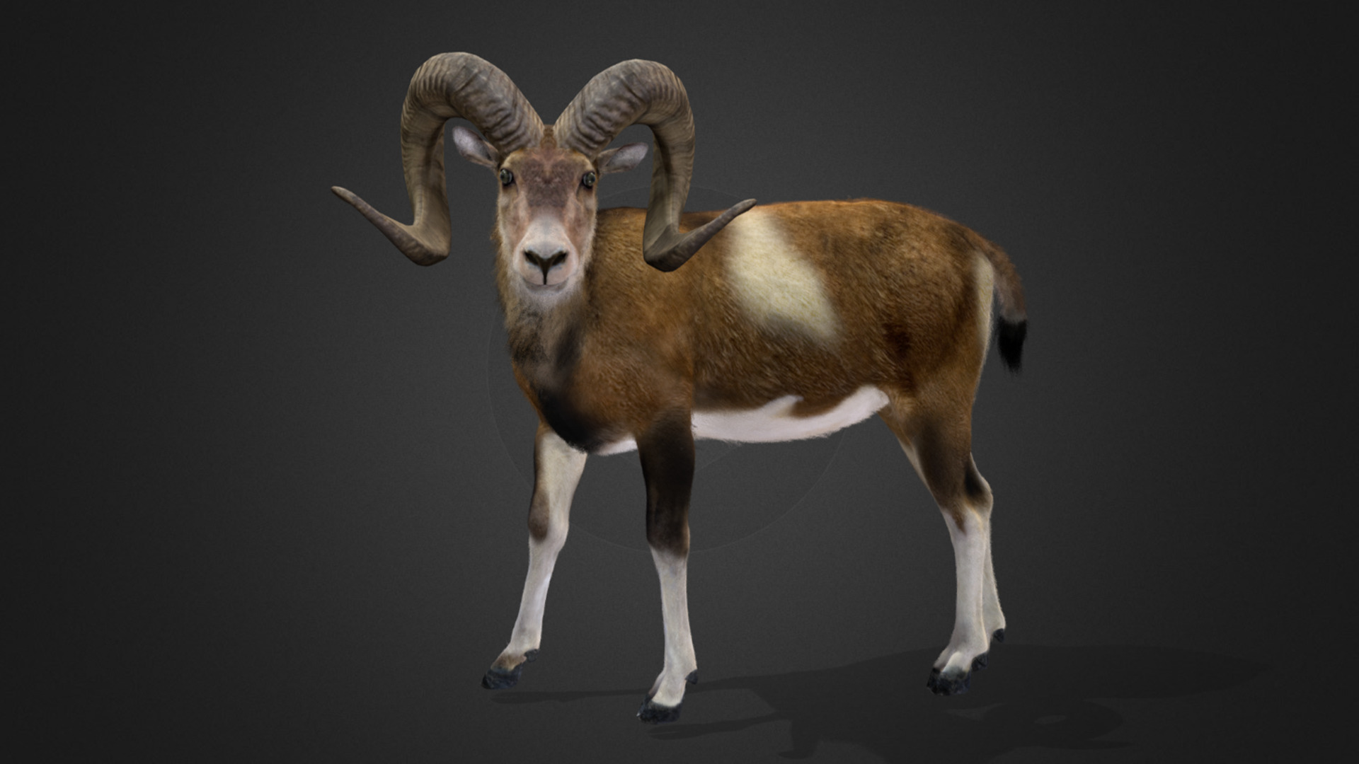 Ovis Ammon Male - Sheep Realistic 3D model_13