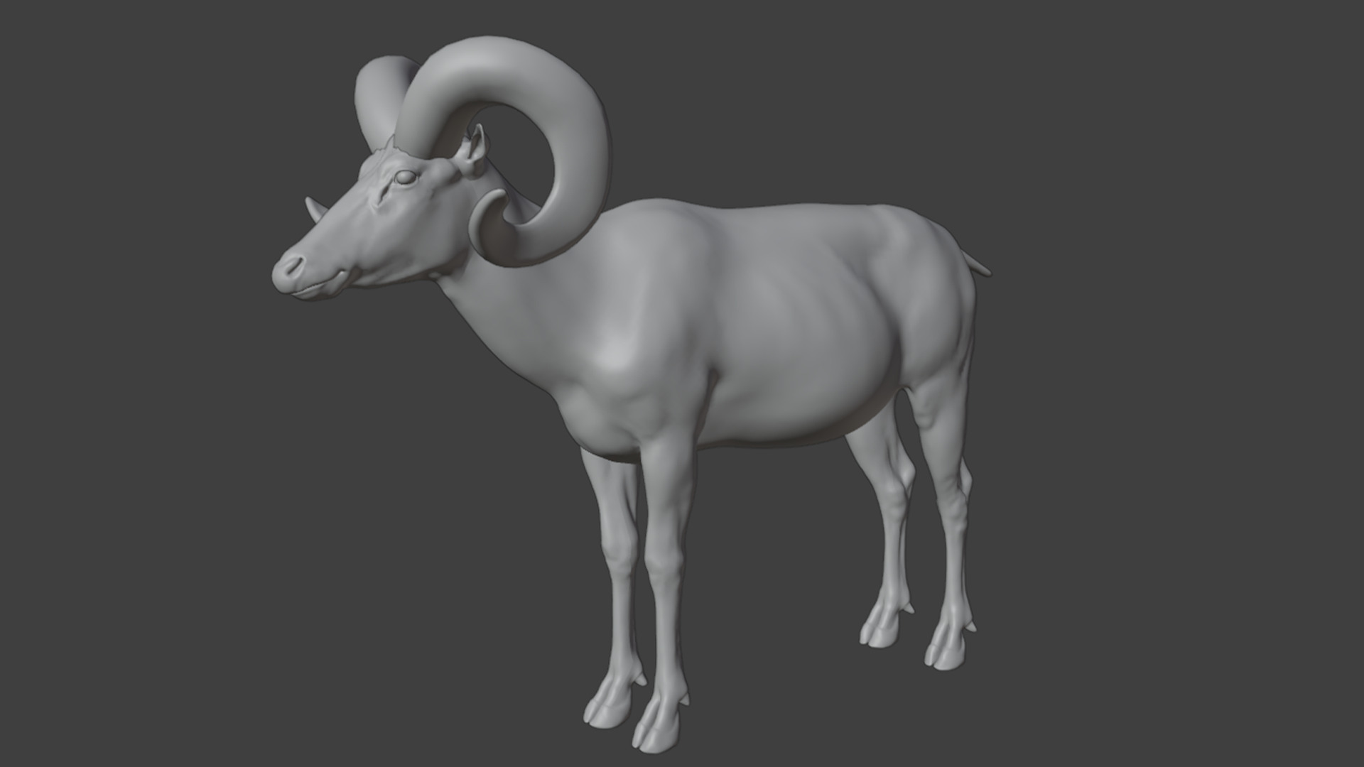 Ovis Ammon Male - Sheep Realistic 3D model_16