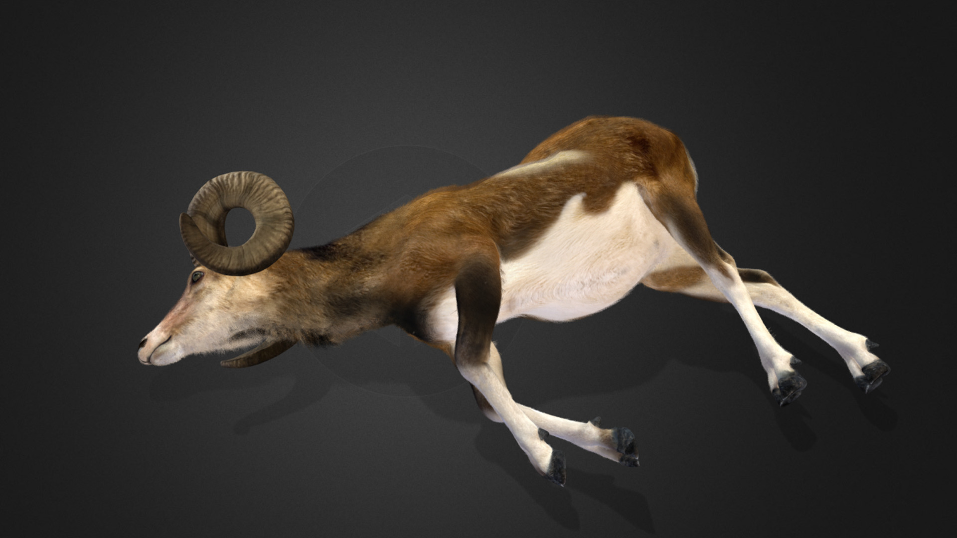 Ovis Ammon Male - Sheep Realistic 3D model_12