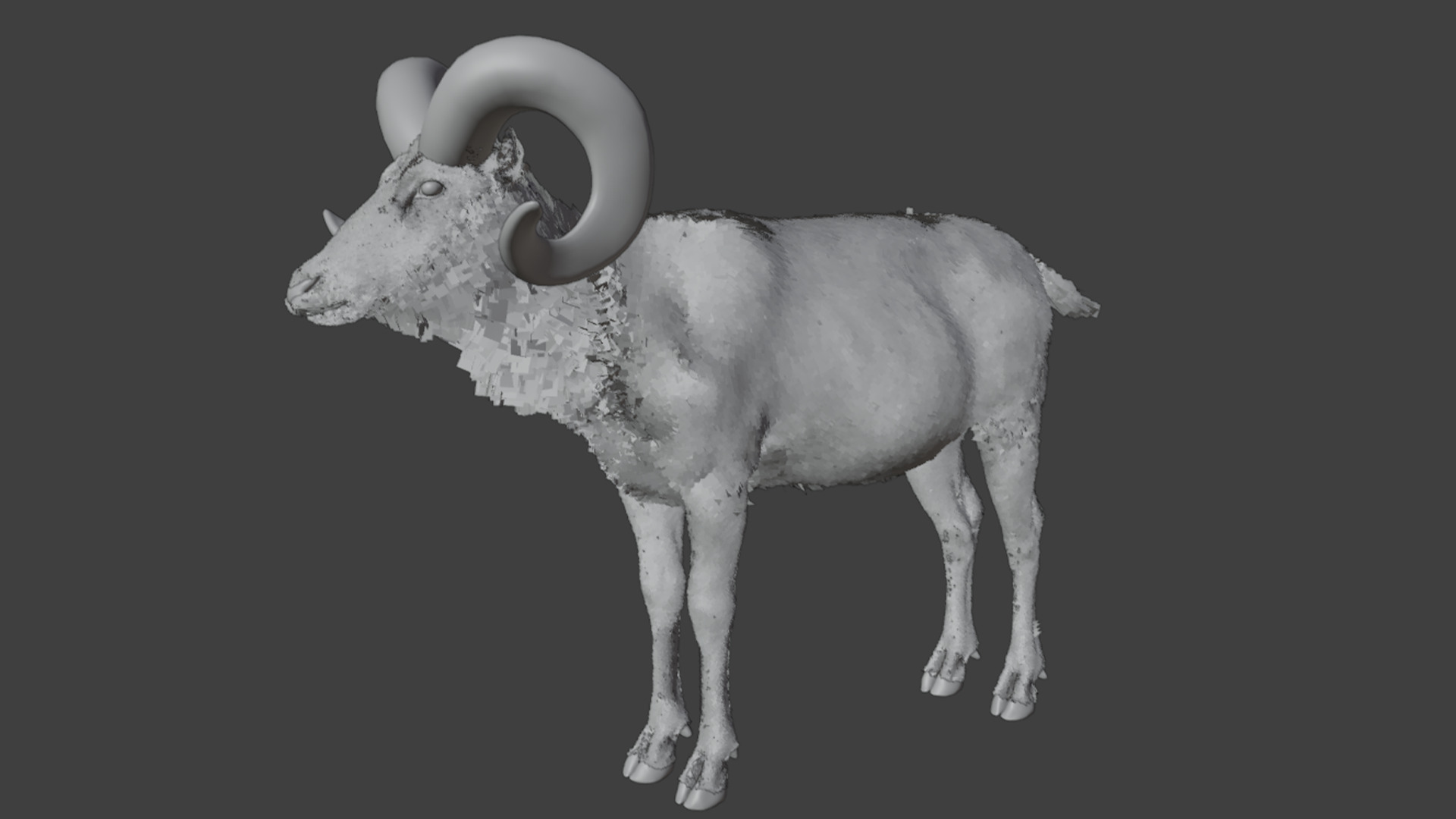 Ovis Ammon Male - Sheep Realistic 3D model_17