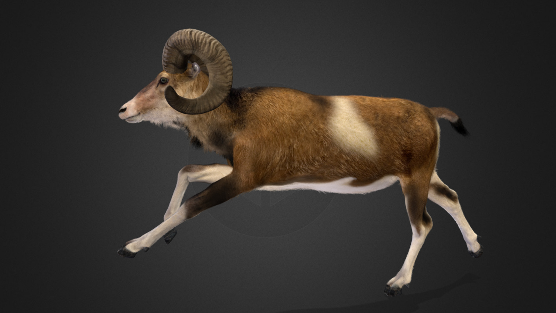 Ovis Ammon Male - Sheep Realistic 3D model_7