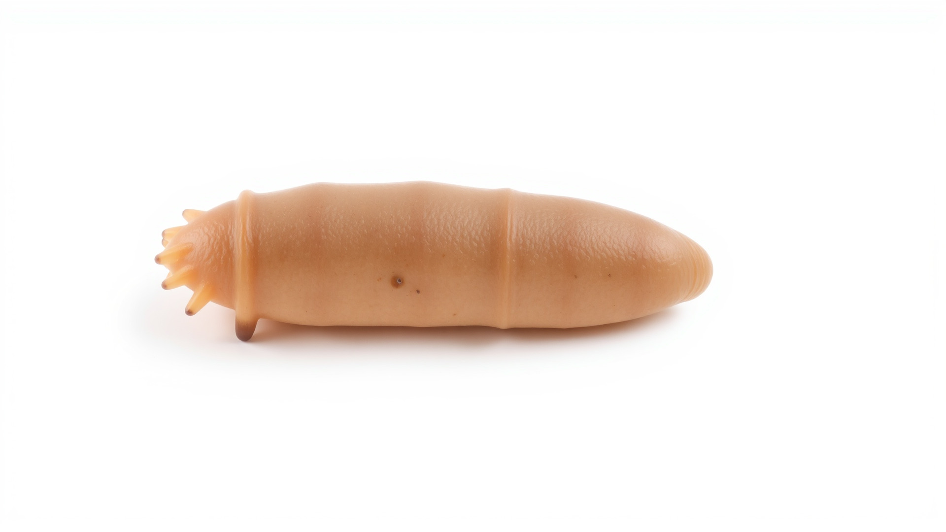 Sea Cucumber 3D Model with Tubular Body and Tube Feet Low-poly 3D model_3