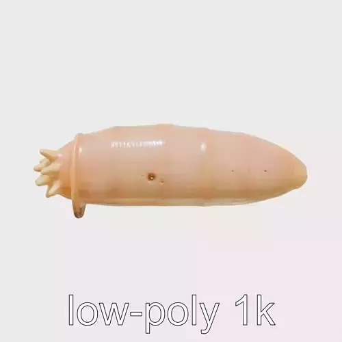 Sea Cucumber 3D Model with Tubular Body and Tube Feet Low-poly 3D model