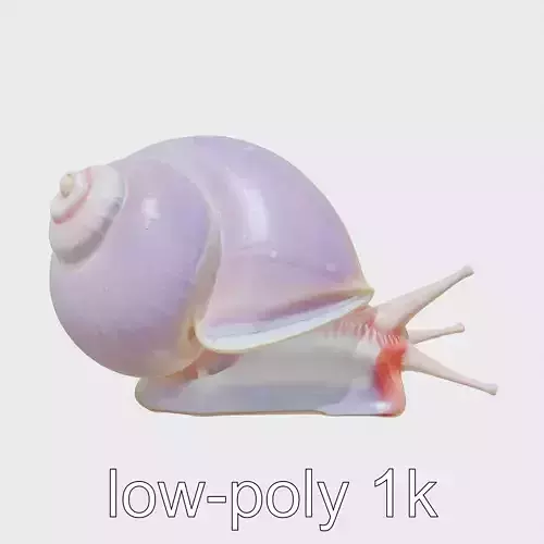 Violet-Shelled Sea Snail with Floating Ability