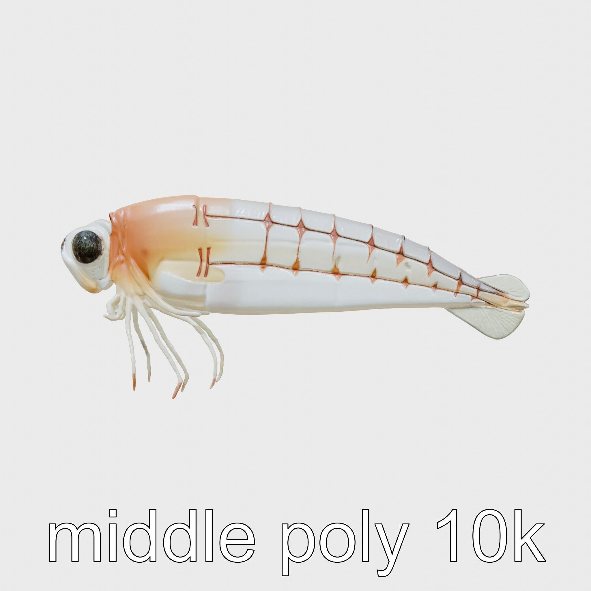 Bioluminescent Comb Jelly 3D Model with Cilia Details Low-poly 3D model_18