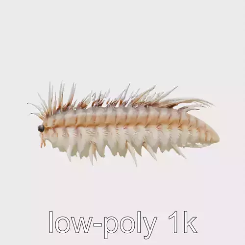 Feather Duster Worm with Feather-Like Crown Model