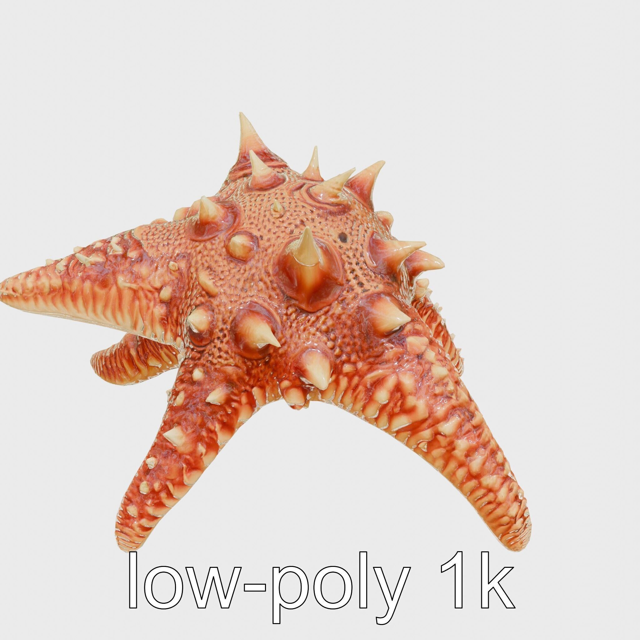 Crown-of-Thorns Starfish Venomous Spines Model Low-poly 3D model_26