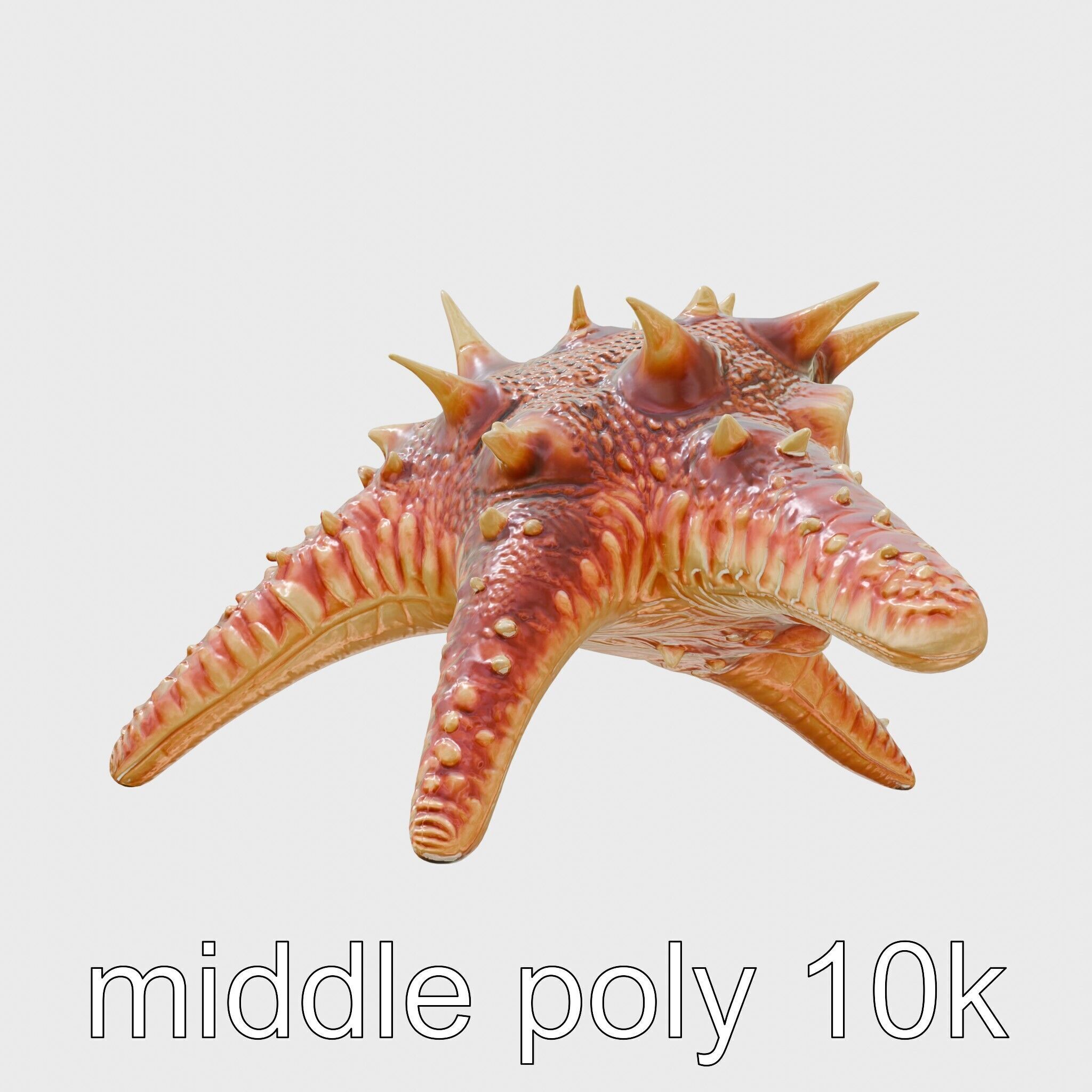 Crown-of-Thorns Starfish Venomous Spines Model Low-poly 3D model_2