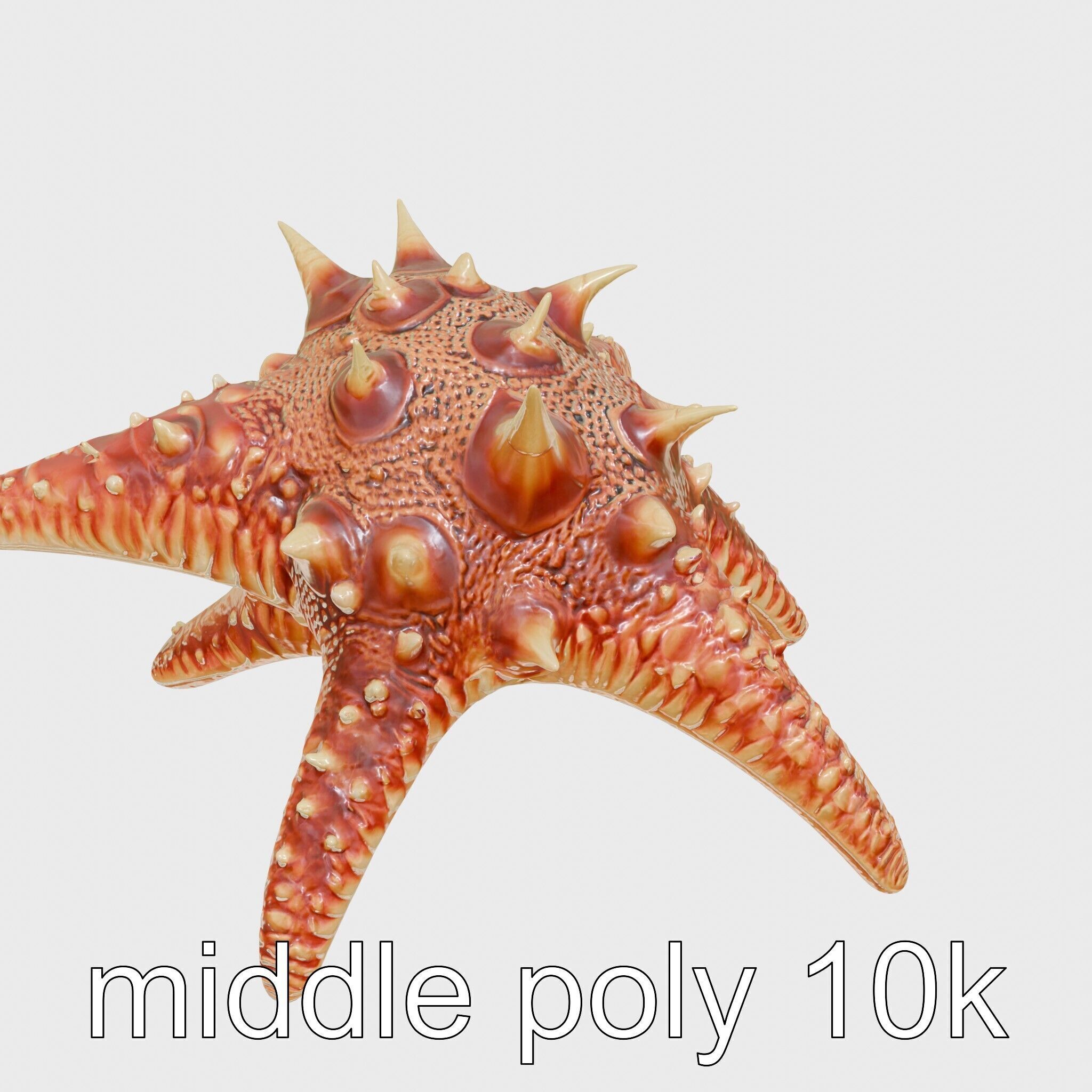Crown-of-Thorns Starfish Venomous Spines Model Low-poly 3D model_28