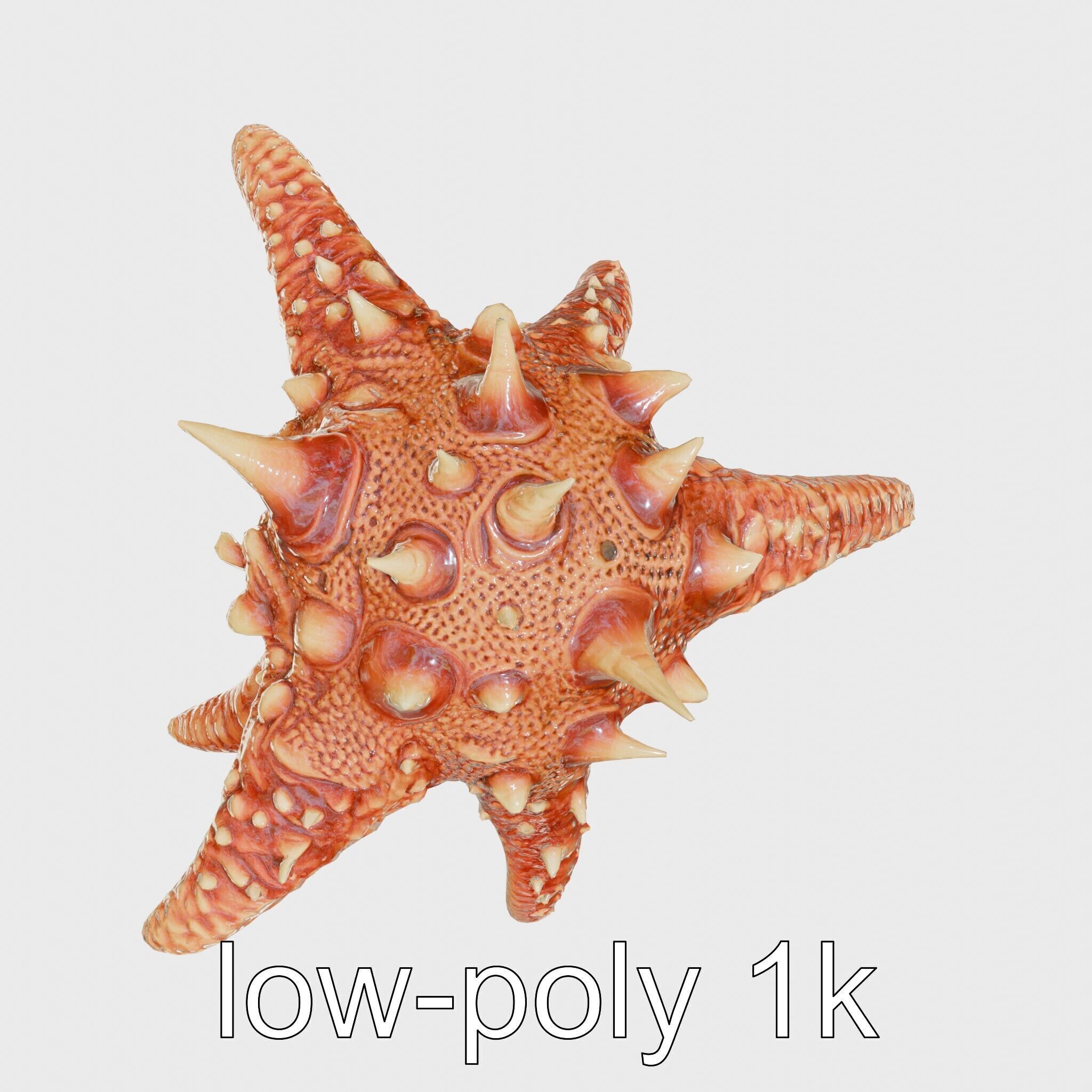 Crown-of-Thorns Starfish Venomous Spines Model Low-poly 3D model_9