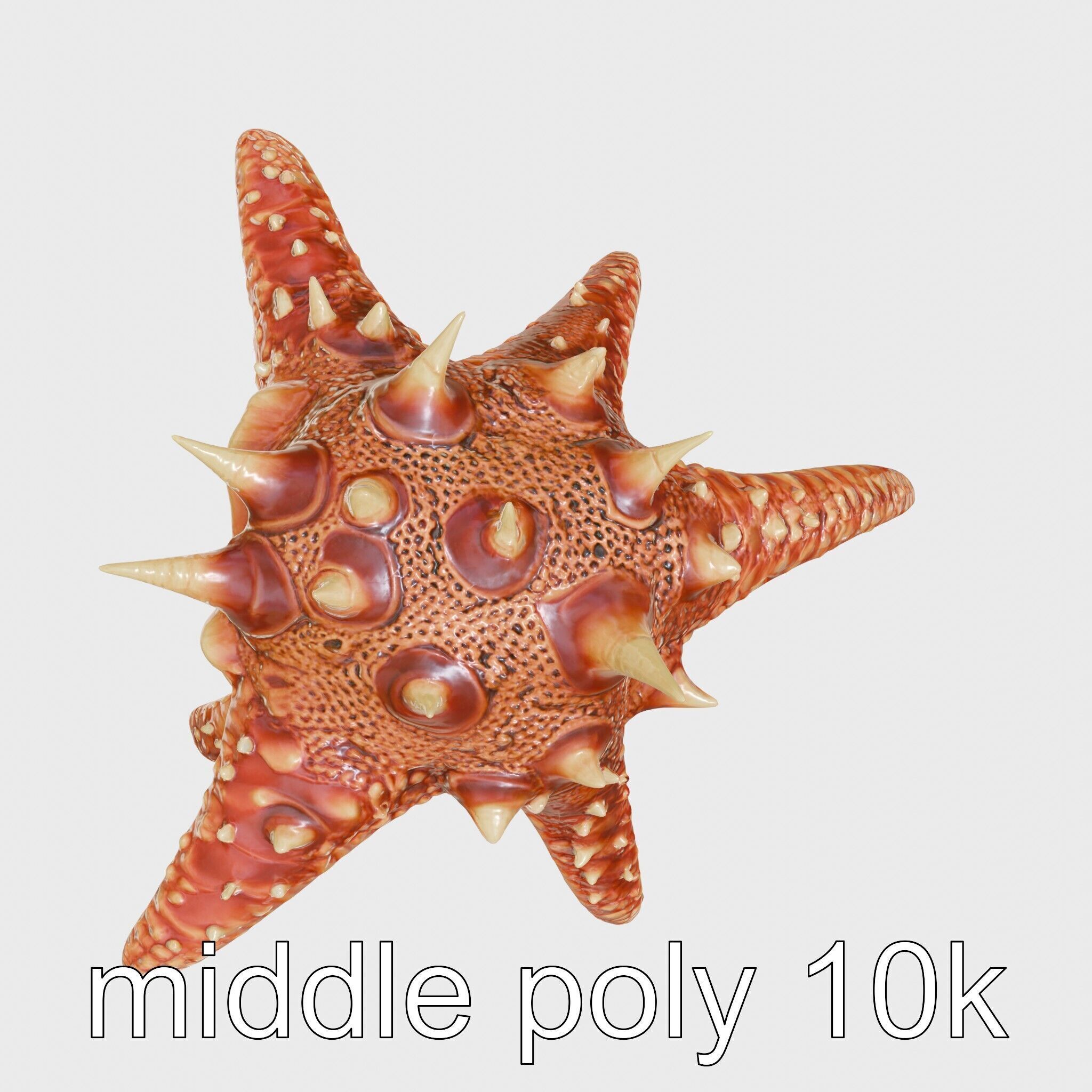 Crown-of-Thorns Starfish Venomous Spines Model Low-poly 3D model_30