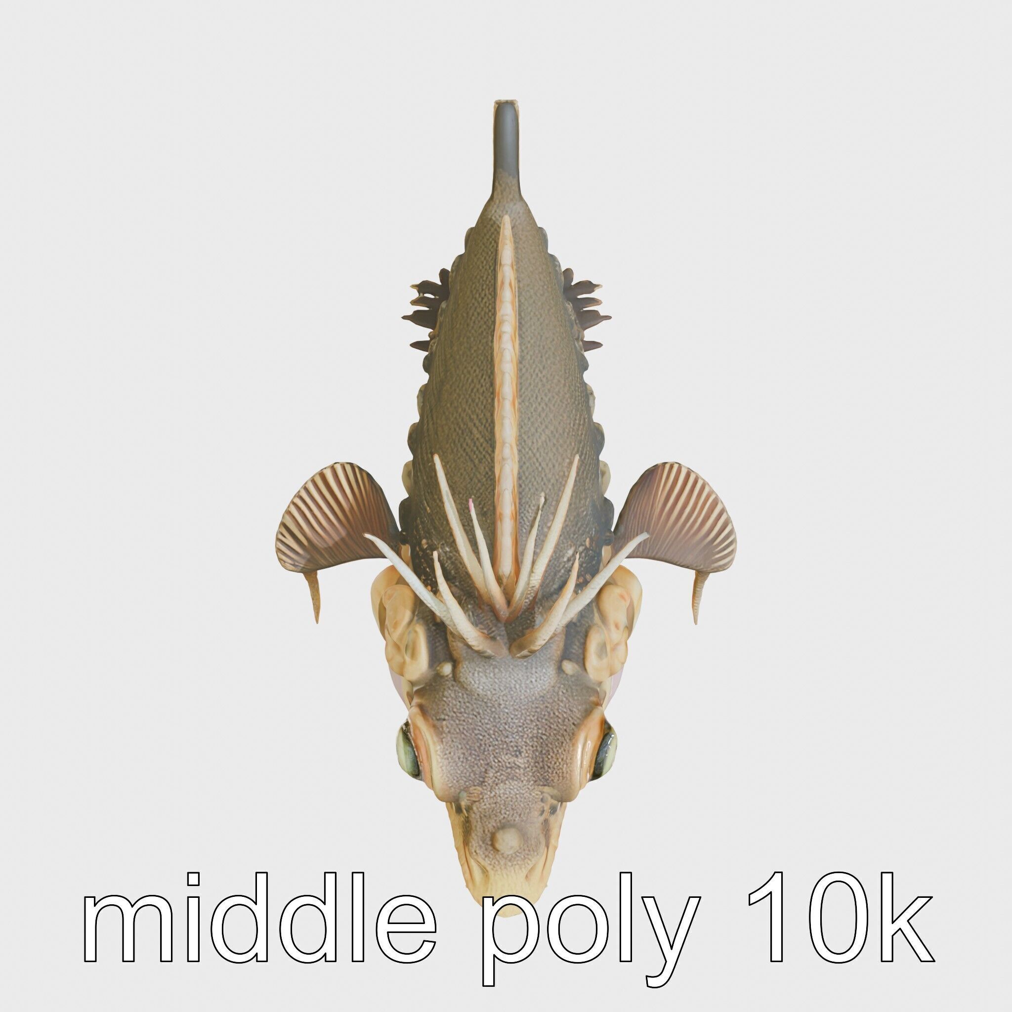 Sarcastic Fringehead Fish Model with Aggressive Expression Low-poly 3D model_11