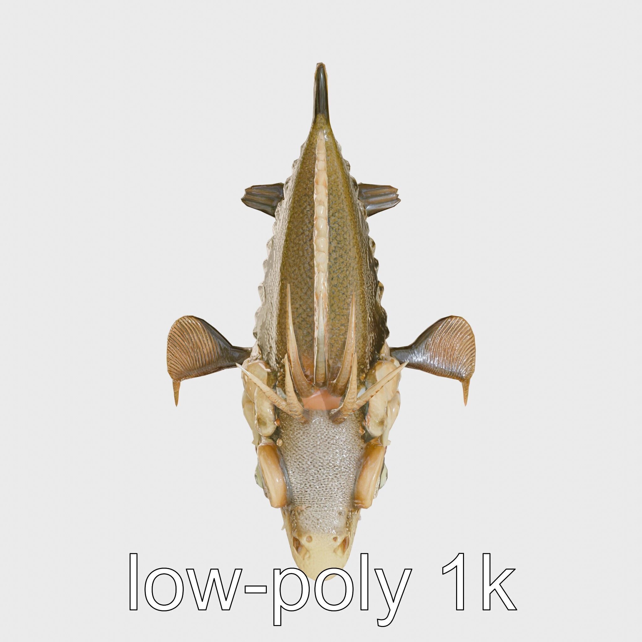Sarcastic Fringehead Fish Model with Aggressive Expression Low-poly 3D model_9