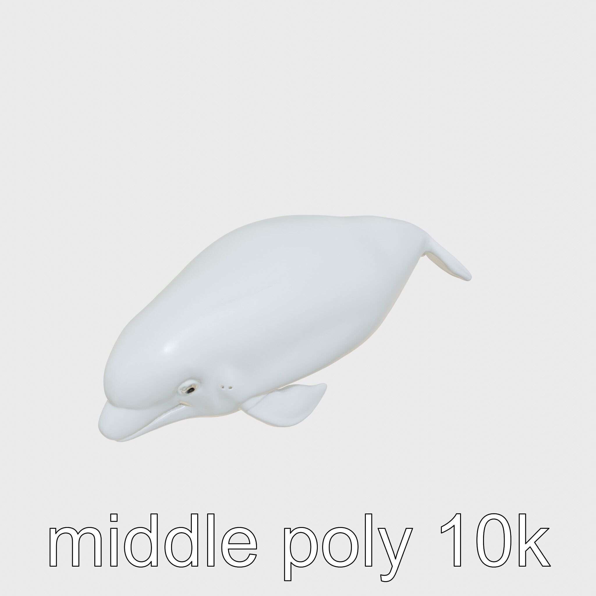 Beluga Whale 3D Model with White Skin and Flexible Neck Low-poly 3D model_8