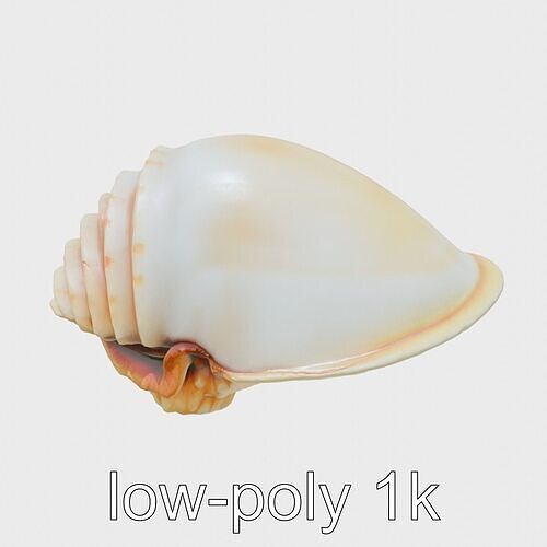 King Scallop Shell Model with Fan Shaped Design Low-poly 3D model