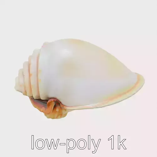 King Scallop Shell Model with Fan Shaped Design