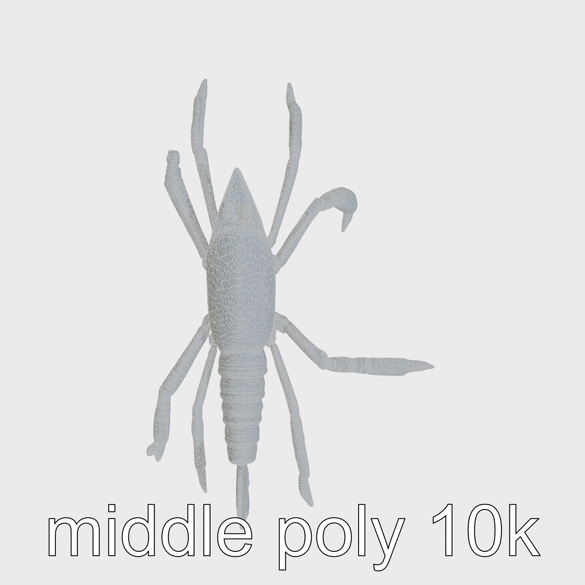 Arrow Crab Detailed 3D Model with Elongated Body and Pointed ... Low-poly 3D model_23