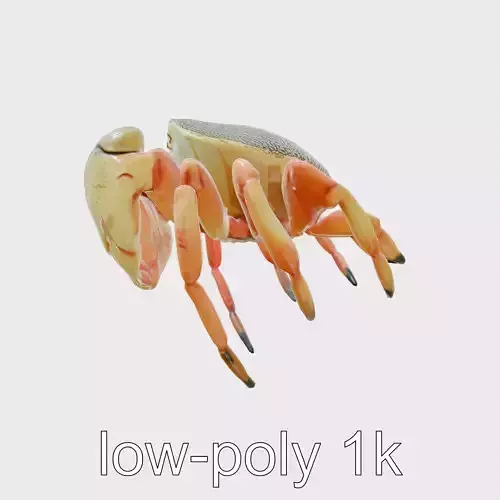 Sally Lightfoot Crab Colorful 3D Model Low-poly 3D model