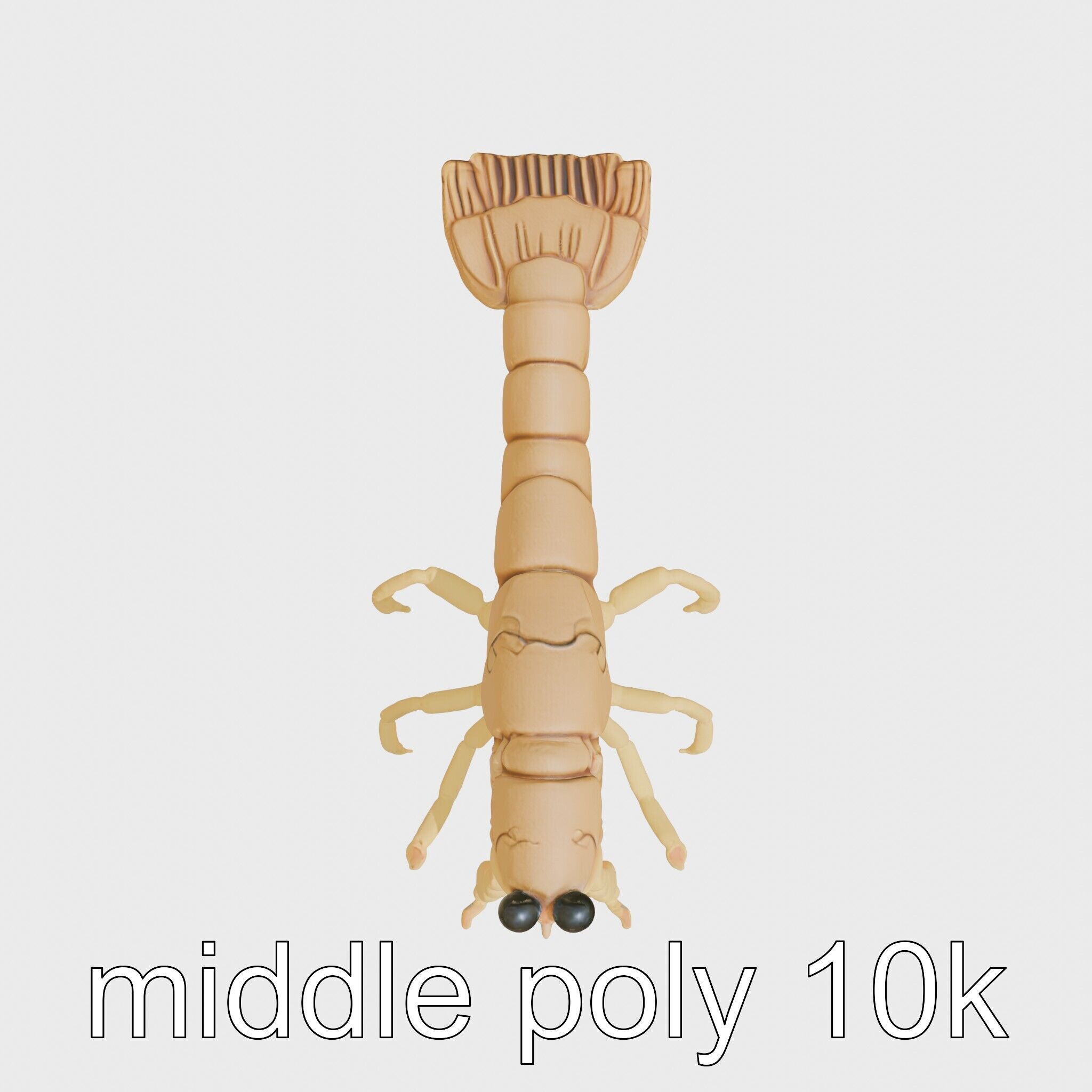 Decorator Crab Model with Camouflage Behavior Low-poly 3D model_28