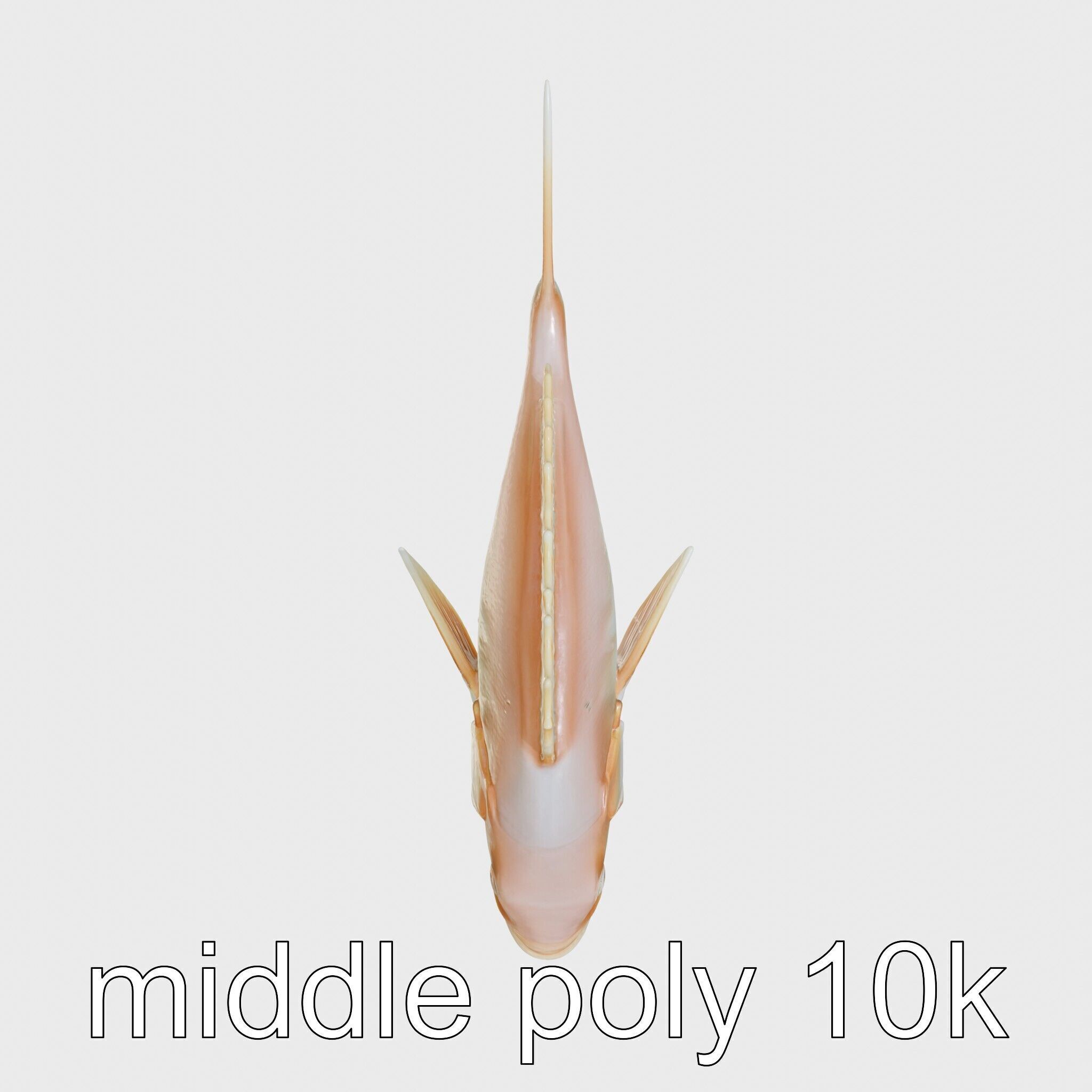 Ocean Sunfish With Flattened Body and Large Fins 3D Model Low-poly 3D model_8