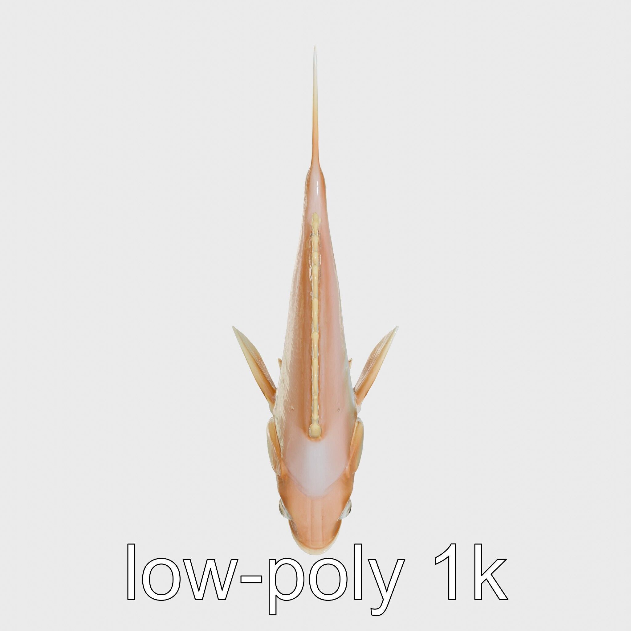 Ocean Sunfish With Flattened Body and Large Fins 3D Model Low-poly 3D model_9
