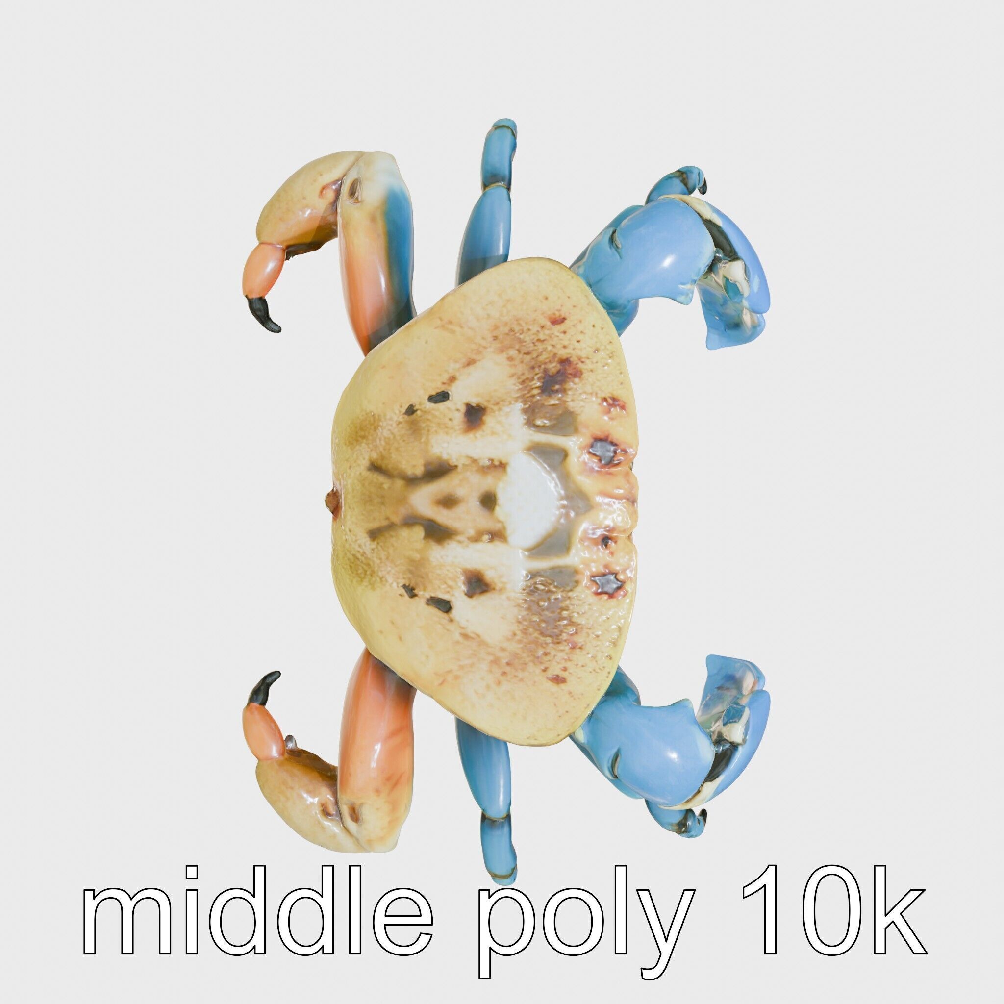 Blue Crab Model with Bright Blue Claws 3D Rendering Low-poly 3D model_19
