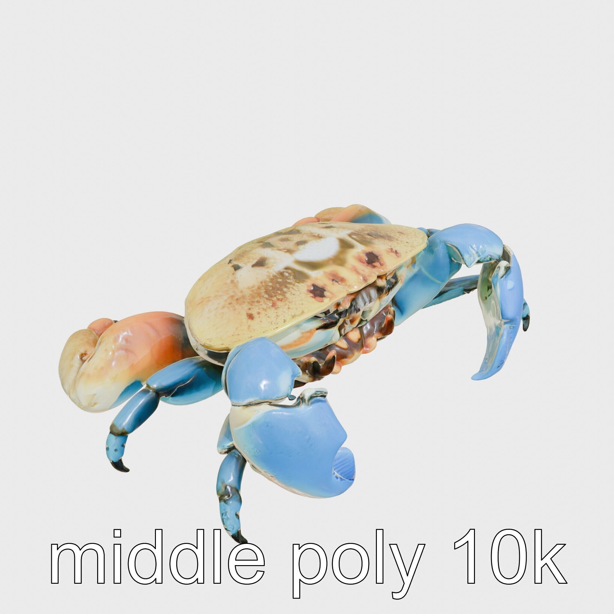 Blue Crab Model with Bright Blue Claws 3D Rendering Low-poly 3D model_8