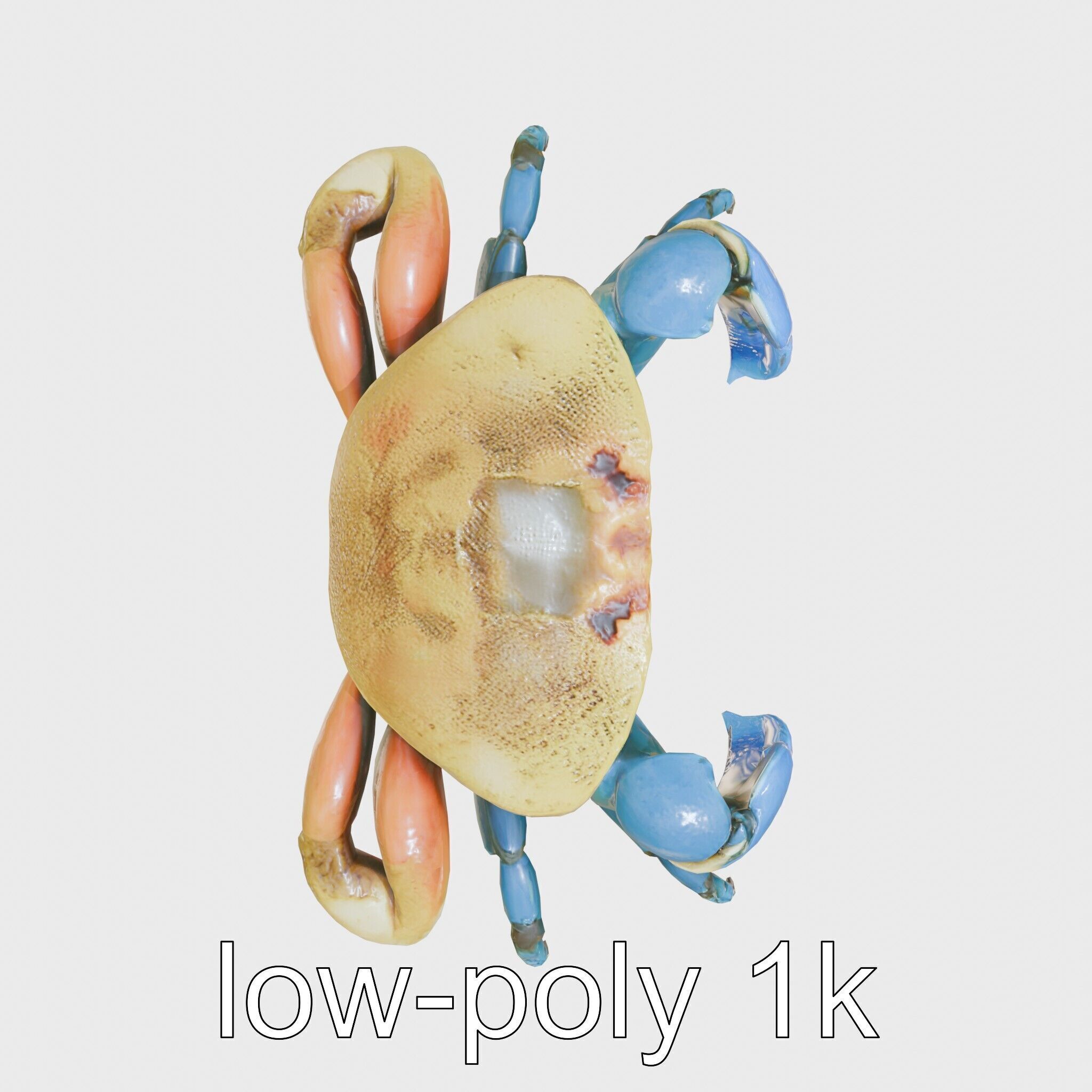 Blue Crab Model with Bright Blue Claws 3D Rendering Low-poly 3D model_9