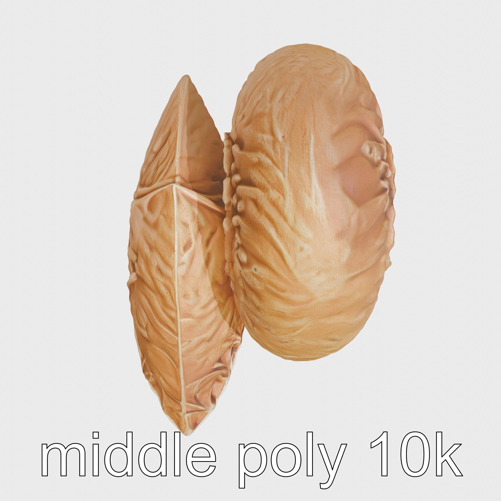 Paper Nautilus Delicate Shell Structure Model Low-poly 3D model_8