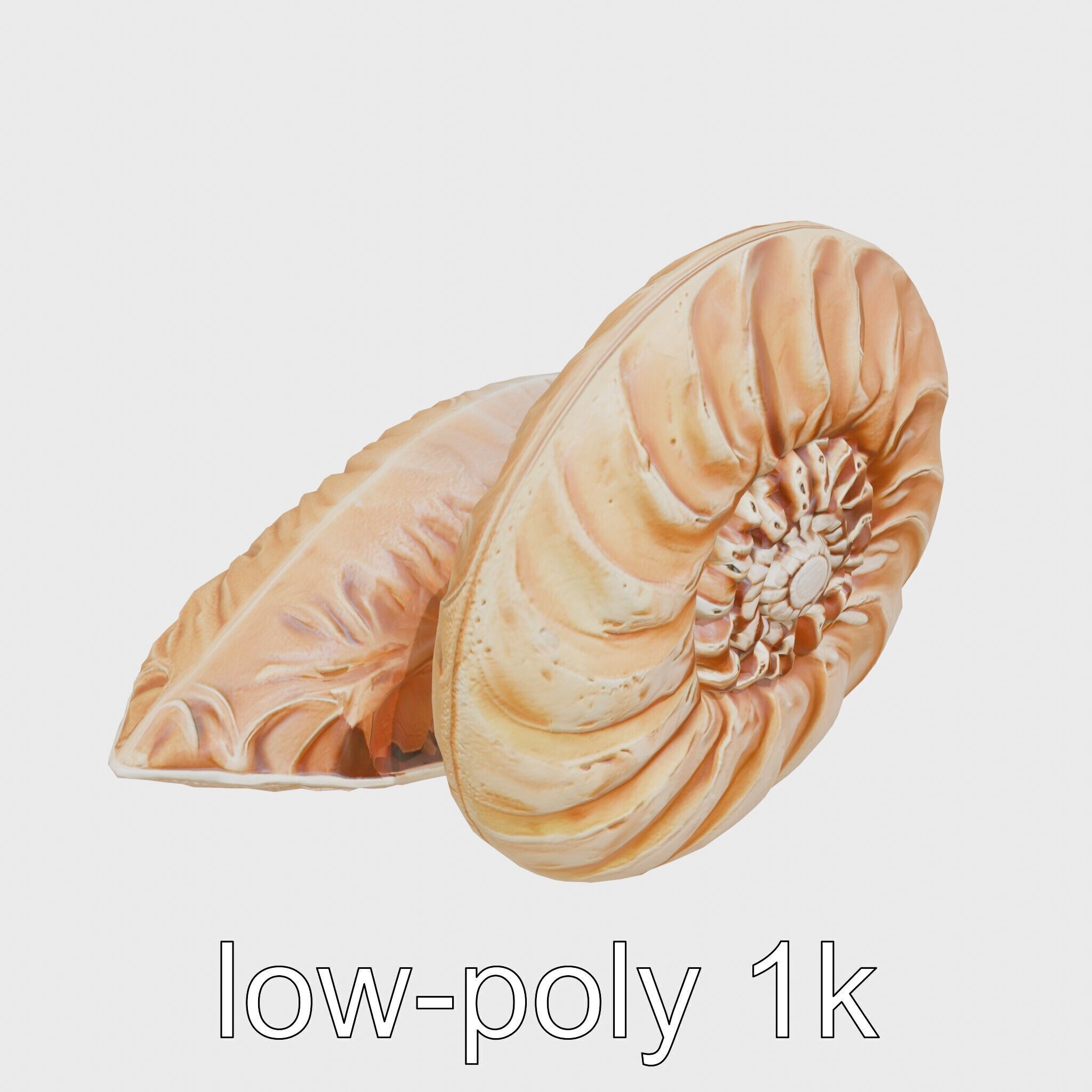 Paper Nautilus Delicate Shell Structure Model Low-poly 3D model_9