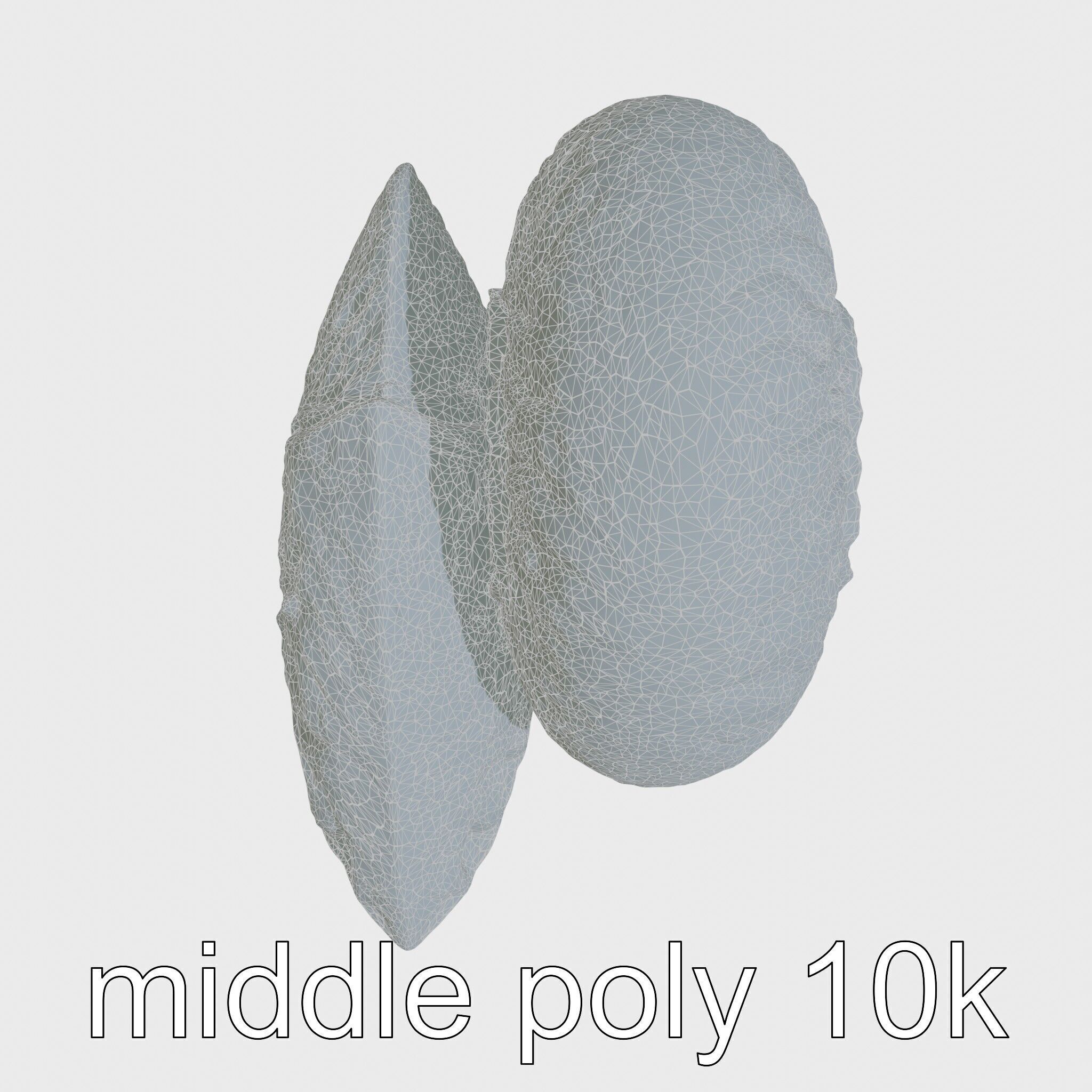 Paper Nautilus Delicate Shell Structure Model Low-poly 3D model_28